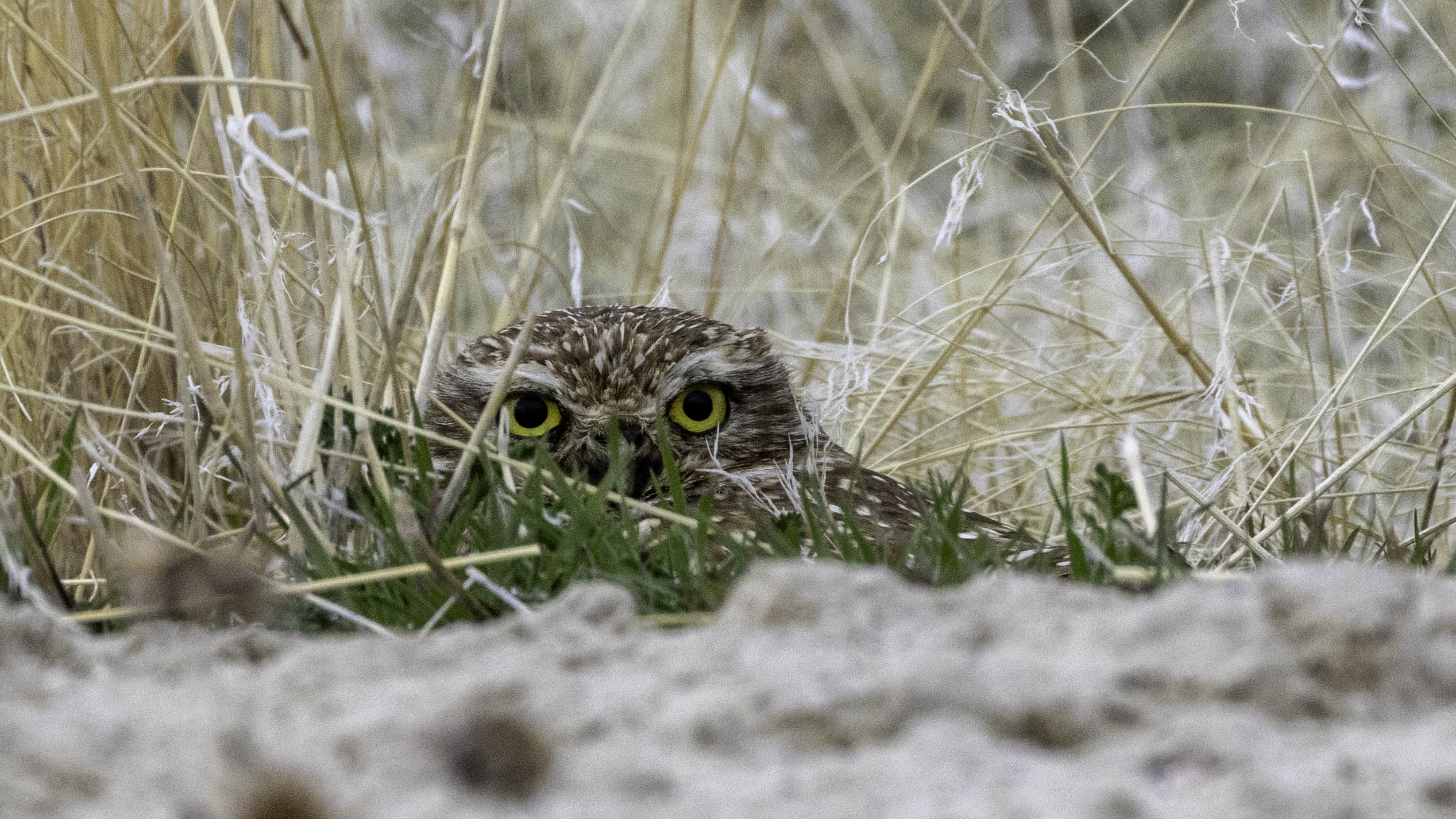 a Barn Owl, hiding in some grass.
