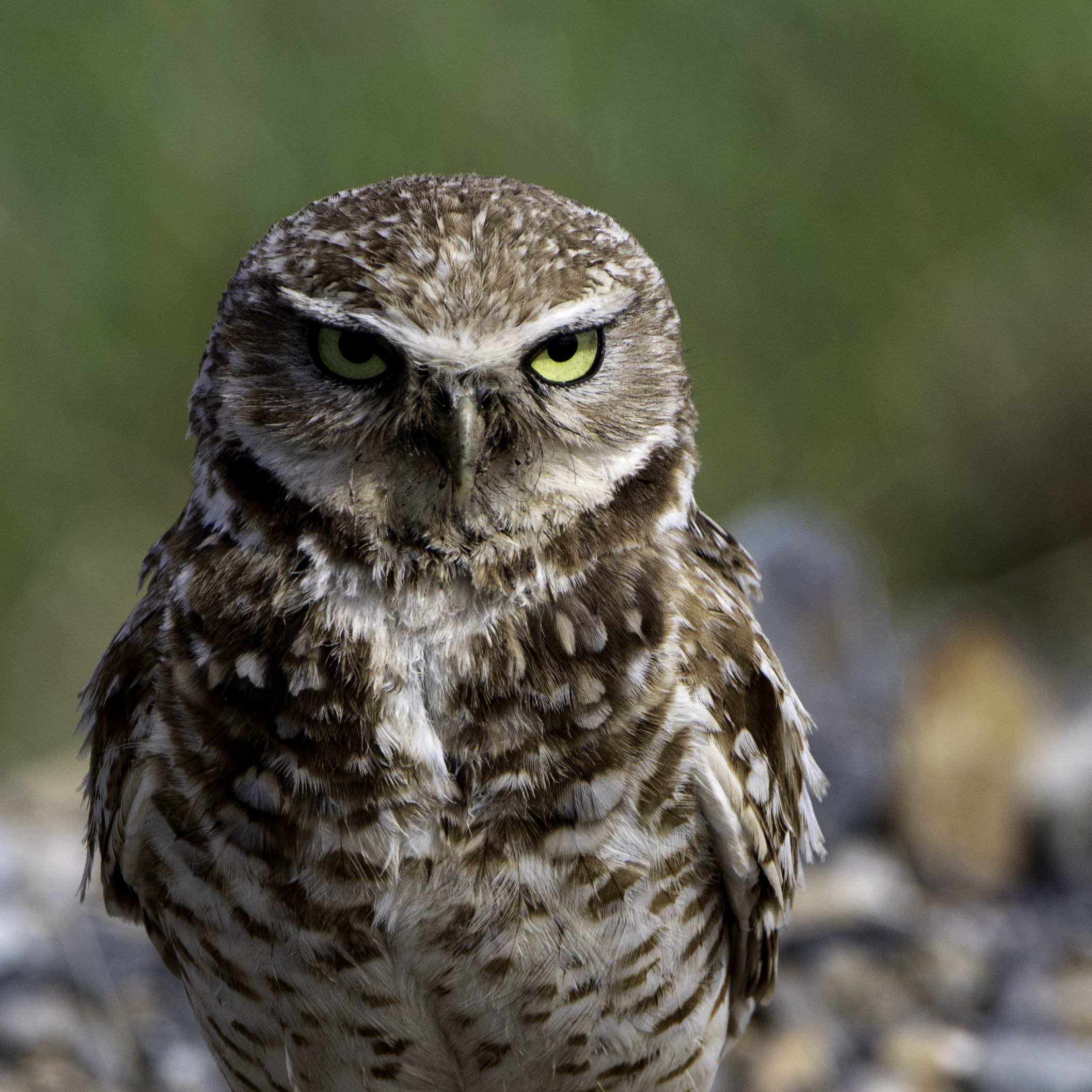 a Barn Owl, with a mean glare.